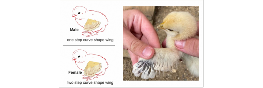 Farm Findings Feather Sexing in Chicks Farm Findings Feather Sexing in Chicks