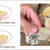Farm Findings Feather Sexing in Chicks