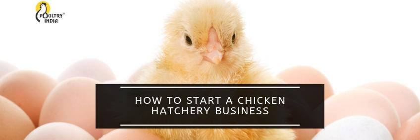 HOW TO START A CHICKEN HATCHERY BUSINESS