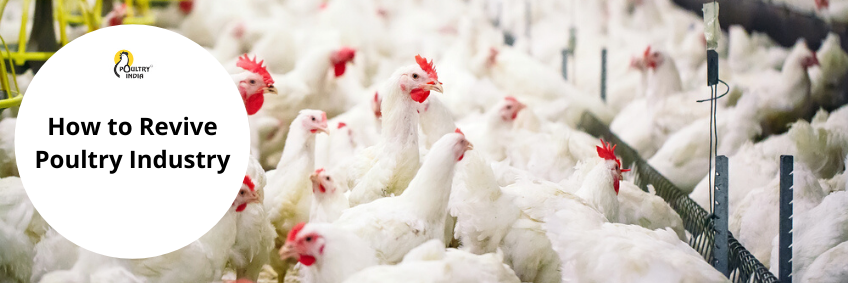 How to revive Poultry Industry