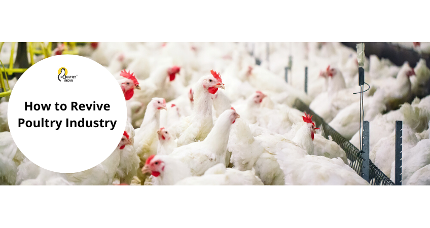 How to revive Poultry Industry How to revive Poultry Industry