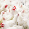 How to revive Poultry Industry