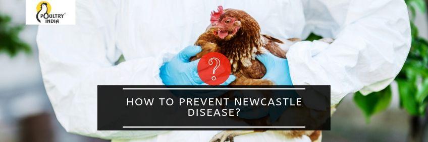 How to prevent Newcastle disease
