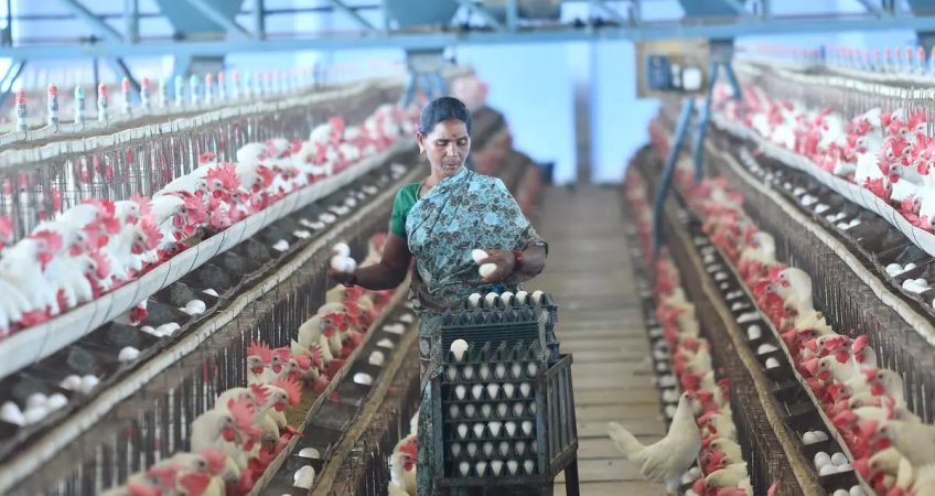 India’s poultry exports set for a new record this fiscal India’s poultry exports set for a new record this fiscal