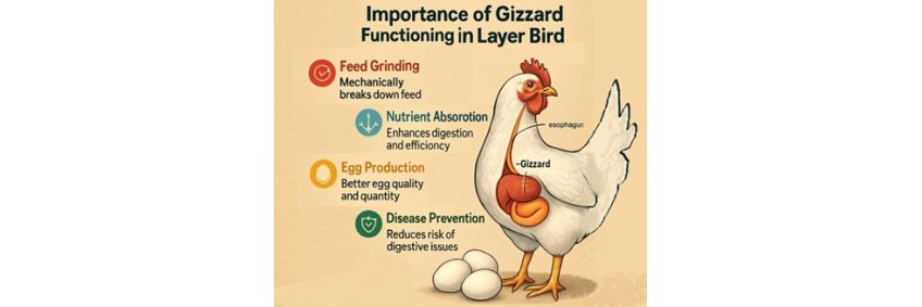 The Role of the Gizzard in Layer Birds The Role of the Gizzard in Layer Birds