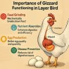 The Role of the Gizzard in Layer Birds