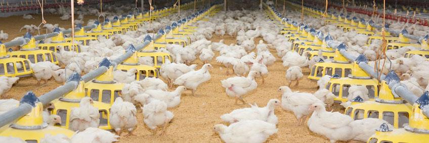 Thinking outside the box about poultry litter management