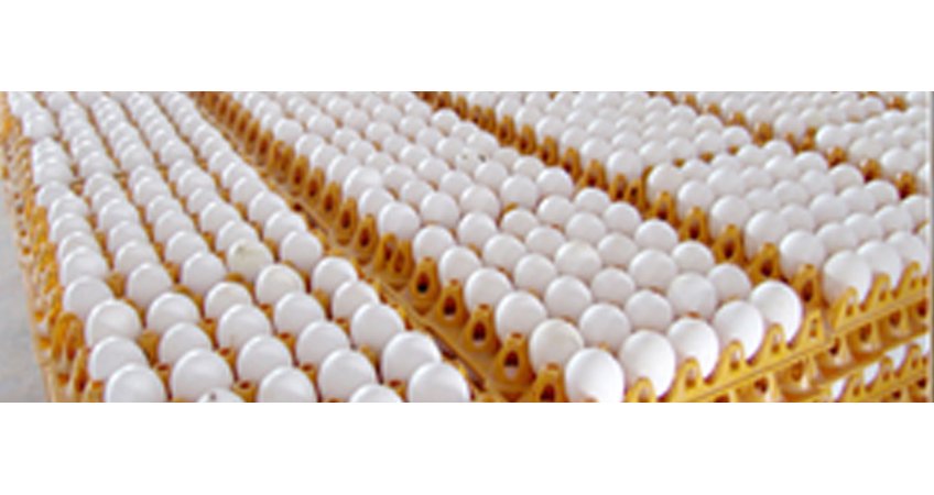 Livestock farmers urge the Centre to take steps to resume egg export to Qatar Livestock farmers urge the Centre to take steps to resume egg export to Qatar