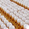 Livestock farmers urge the Centre to take steps to resume egg export to Qatar
