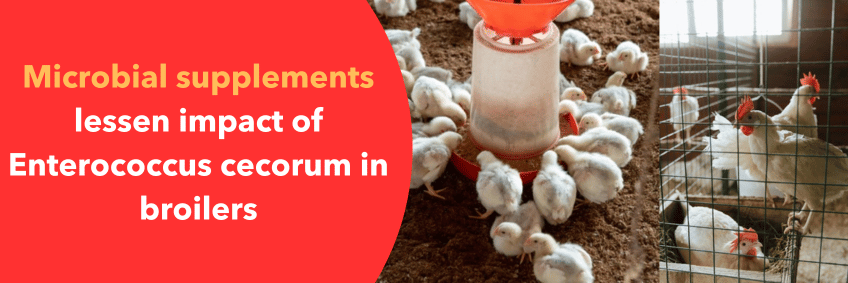 Microbial supplements lessen impact of Enterococcus cecorum in broilers