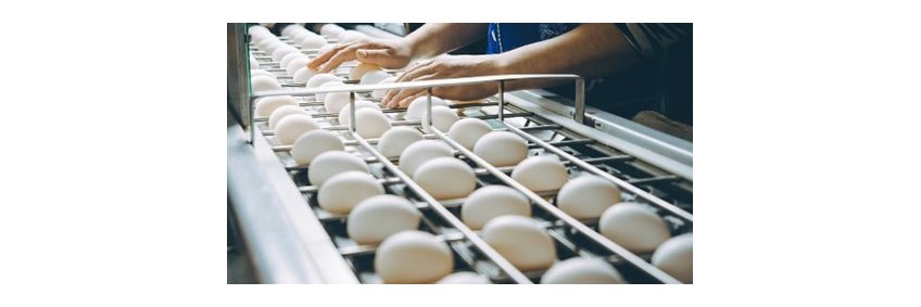 Namakkal poultry industry achieves major leap; exports eggs to US The eggs were shipped in 21 temperature-controlled containers, each carrying about 500,000 eggs.