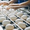 Namakkal poultry industry achieves major leap; exports eggs to US The eggs were shipped in 21 temperature-controlled containers, each carrying about 500,000 eggs.