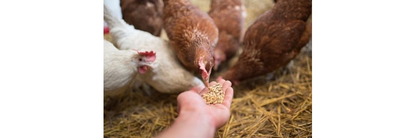 Nod for animal feed import triggers unease among farmer outfits