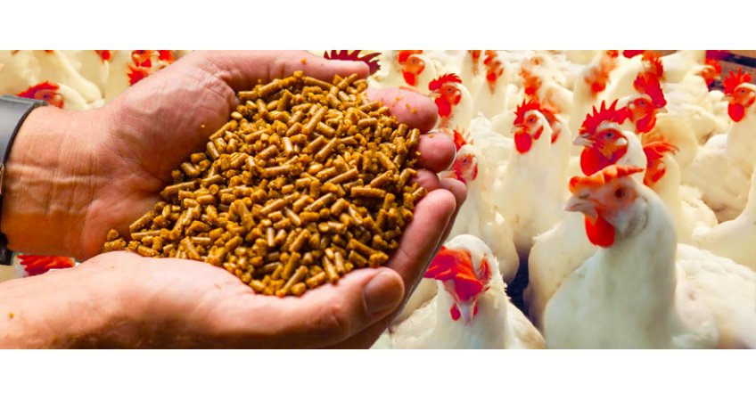 Organic poultry feed launched Organic poultry feed launched