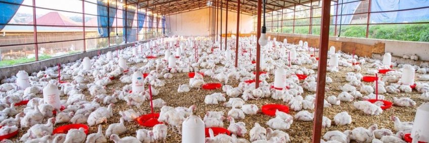 Poultry: Uttarakhand will no longer rely on other states for eggs and chicken; this much will be produced annually Poultry: Uttarakhand will no longer rely on other states for eggs and chicken; this much will be produced annually
