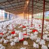 Poultry: Uttarakhand will no longer rely on other states for eggs and chicken; this much will be produced annually