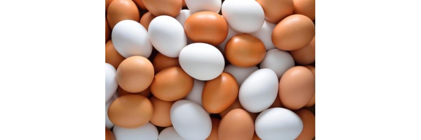 UK egg producers have called on food businesses and manufacturers to back British eggs UK egg producers have called on food businesses and manufacturers to back British eggs
