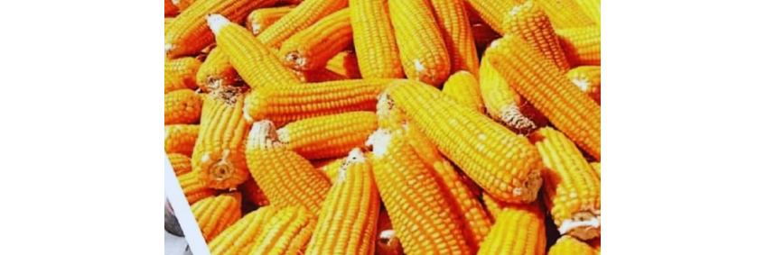 Poultry Feed Crisis: Why Four Neighboring Countries Could Pose a Challenge to India’s Poultry Sector Poultry Feed Crisis: Why Four Neighboring Countries Could Pose a Challenge to India’s Poultry Sector