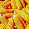 Poultry Feed Crisis: Why Four Neighboring Countries Could Pose a Challenge to India’s Poultry Sector