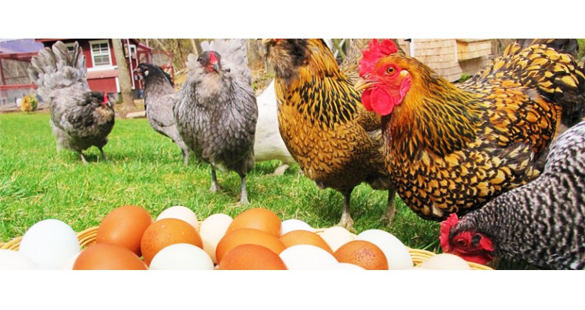 Poultry Policy aims to make Odisha self-sufficient in chicken, egg. Poultry Policy aims to make Odisha self-sufficient in chicken, egg.