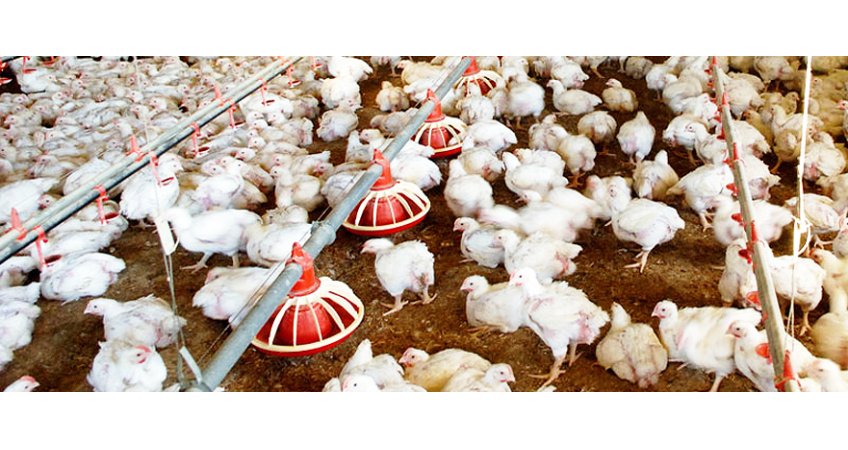 Protein in Feed Advisory