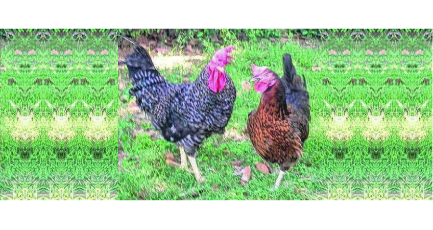 Hen to egg on state poultry Hen to egg on state poultry
