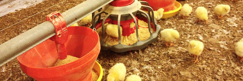 Role of Probiotics in Poultry Health