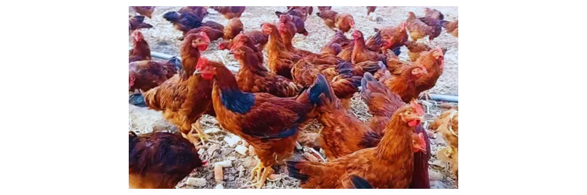 The Future of Poultry in India: Rising Demand for Eggs and Chicken in the E-commerce Era The Future of Poultry in India: Rising Demand for Eggs and Chicken in the E-commerce Era