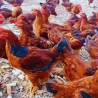 The Future of Poultry in India: Rising Demand for Eggs and Chicken in the E-commerce Era