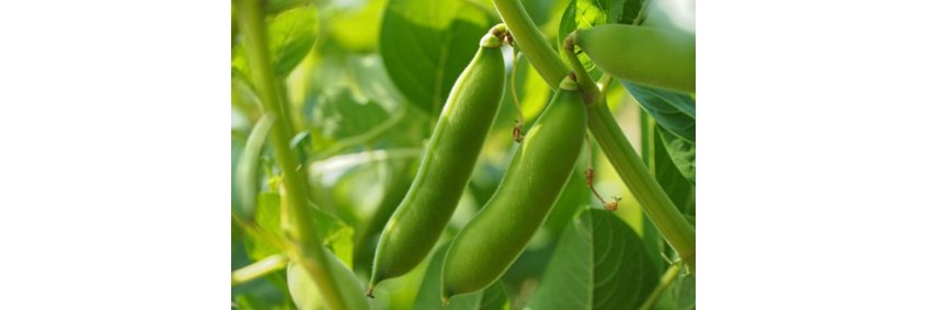 UK poultry sector edges toward soya replacement amid pulse innovation