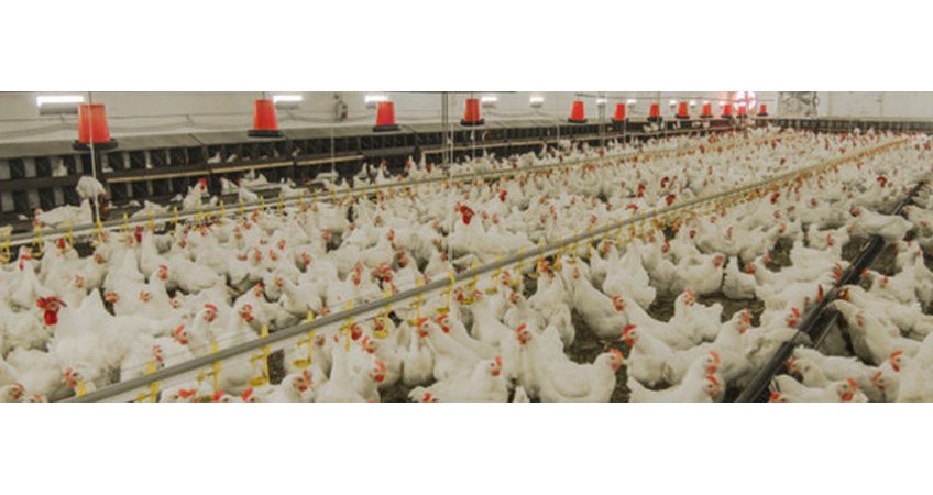 Supply crunch leads to rise in poultry prices in Kerala