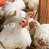 How to Keep Your Chickens Healthy in Changing Seasons