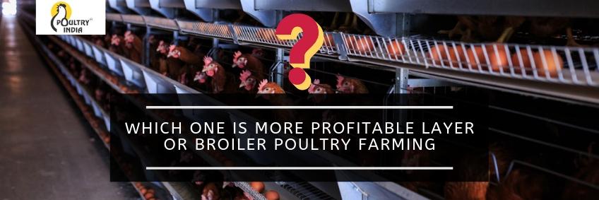 WHICH ONE IS MORE PROFITABLE LAYER OR BROILER POULTRY FARMING