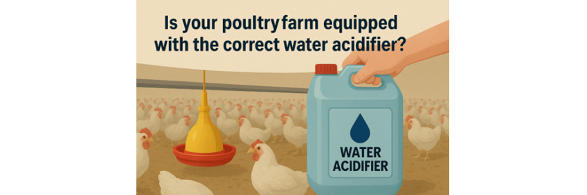 Water Acidification: A Modern Approach to Poultry Health and Productivity