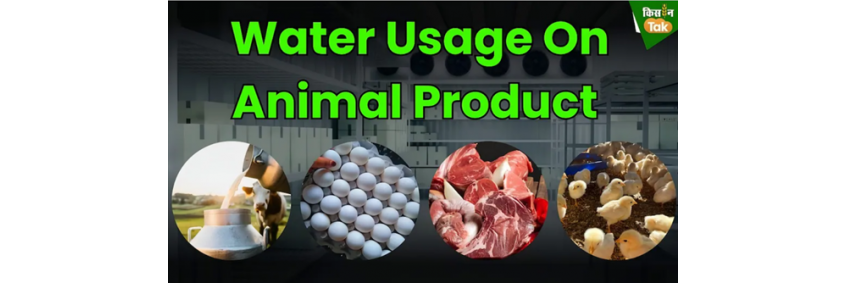 Water Usage in Animal Product Production: A Growing Concern