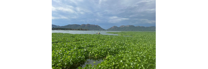 Water Hyacinth: Turning an Invasive Weed into Sustainable Poultry Feed (A Waste-to-Wealth Perspective)