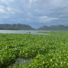 Water Hyacinth: Turning an Invasive Weed into Sustainable Poultry Feed (A Waste-to-Wealth Perspective)