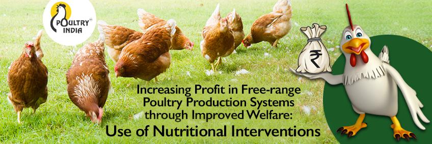 Increasing Profit in Free-range Poultry Production Systems through Improved Welfare: Use of Nutritional Interventions