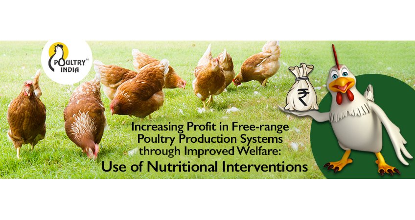 Increasing Profit in Free-range Poultry Production Systems through Improved Welfare: Use of Nutritional Interventions Increasing Profit in Free-range Poultry Production Systems through Improved Welfare: Use of Nutritional Interventions