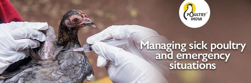 Managing sick poultry and emergency situations