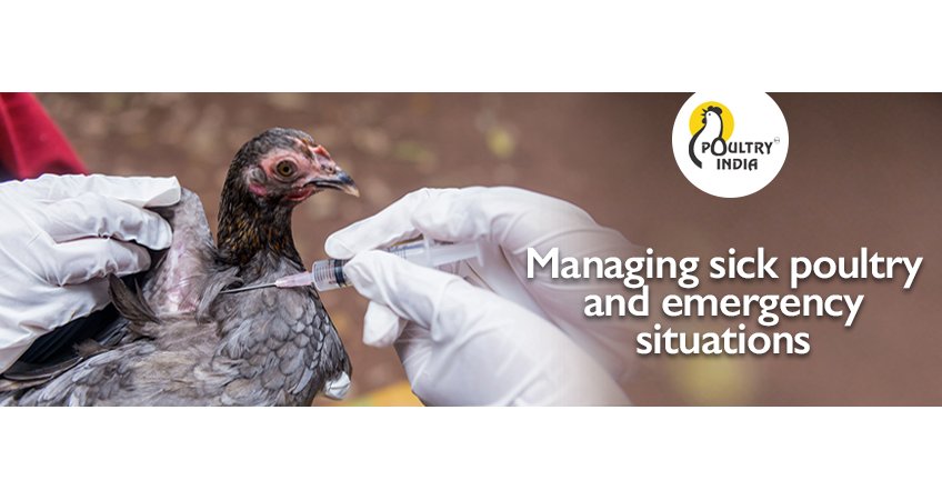 Managing sick poultry and emergency situations Managing sick poultry and emergency situations