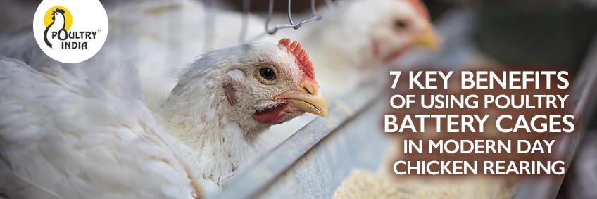 7 Key Benefits of Using Poultry Battery Cages in Modern Day Chicken Rearing