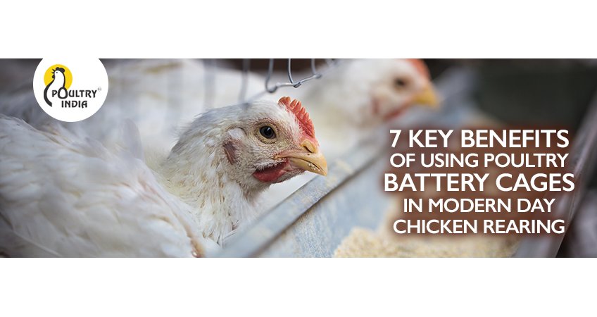 7 Key Benefits of Using Poultry Battery Cages in Modern Day Chicken Rearing 7 Key Benefits of Using Poultry Battery Cages in Modern Day Chicken Rearing