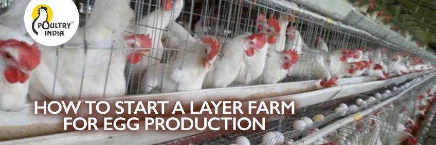 How to Start a Layer Farm for Egg Production