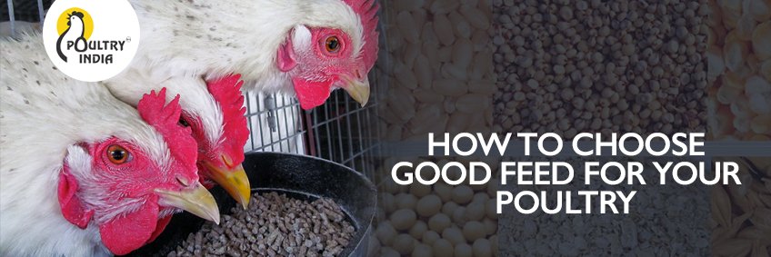How to Choose Good Feed for Your Poultry How to Choose Good Feed for Your Poultry