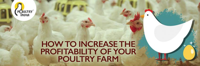 How to Increase the Profitability of Your Poultry Farm