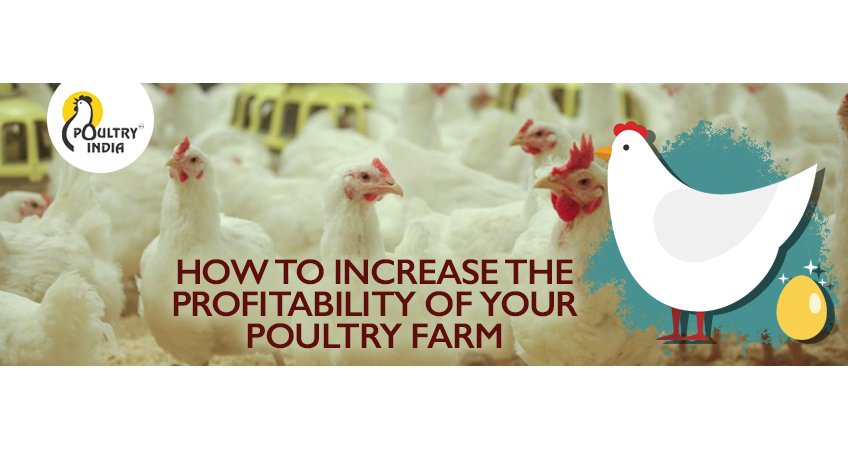 How to Increase the Profitability of Your Poultry Farm How to Increase the Profitability of Your Poultry Farm