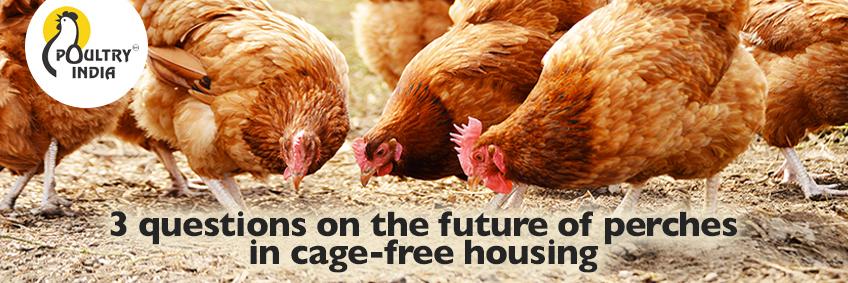 3 questions on the future of perches in cage-free housing