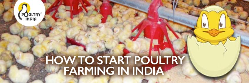 How to Start Poultry Farming in India