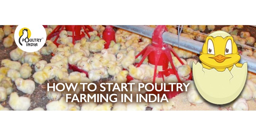 How to Start Poultry Farming in India How to Start Poultry Farming in India